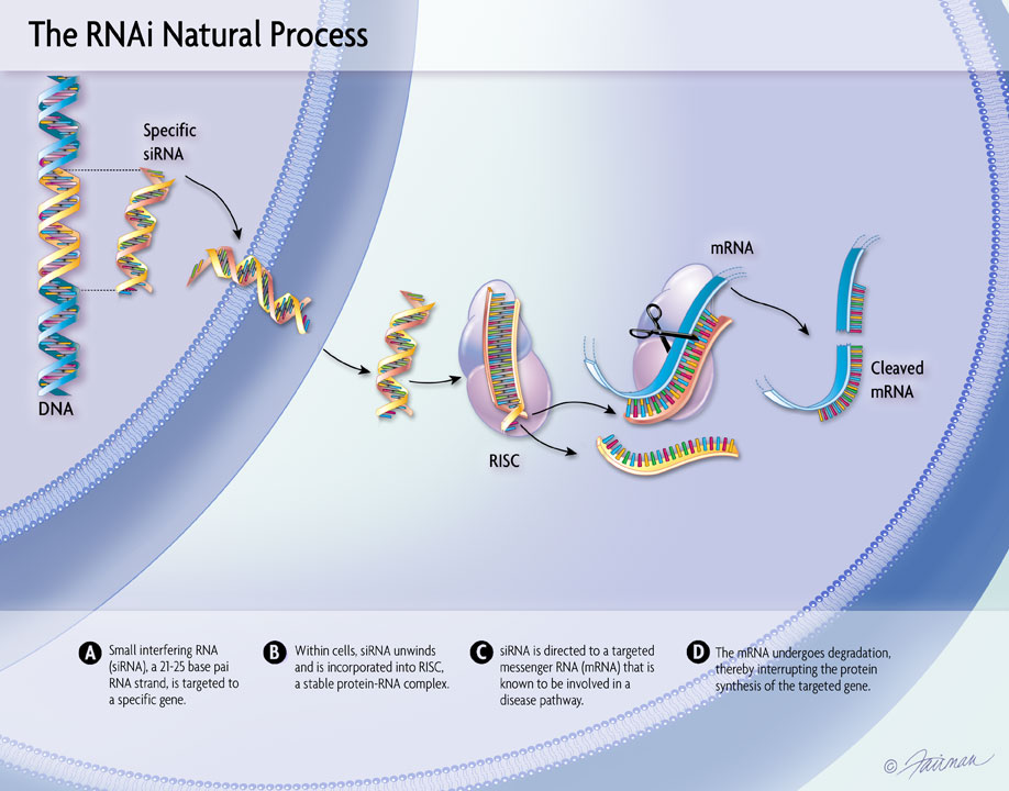 Интерферирующая рнк. РНК интерференция схема. РНК-интерференция RNAI. РНК интерференция механизм. РНК-интерференция история изучения.