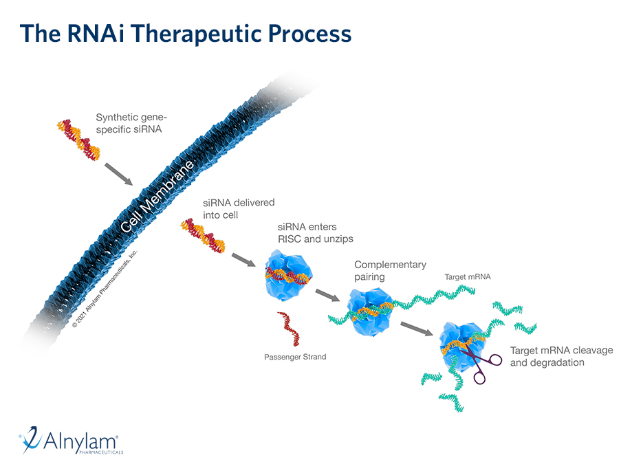 Detailed Results From The HELIOS-B Phase 3 Study Of Vutrisiran In ...